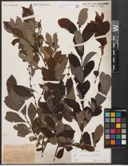 Salix aurita L. x Salix silesiaca Willd.